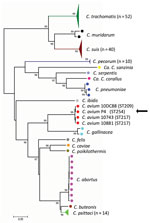 Thumbnail of Phylogenetic analyses of concatenated sequences of 7 housekeeping gene fragments of Chlamydiaceae, the Netherlands, 2016. Numbers indicate bootstrap values &gt;90%. Filled circles represent isolates, colored by species. Filled colored triangles represent »9 isolates of the same species; total number of isolates used for the analyses is indicated. The sequence types of the C. avium isolates are labeled. C. avium isolate P4 is indicated by the arrow. Scale bar indicates sequence diver