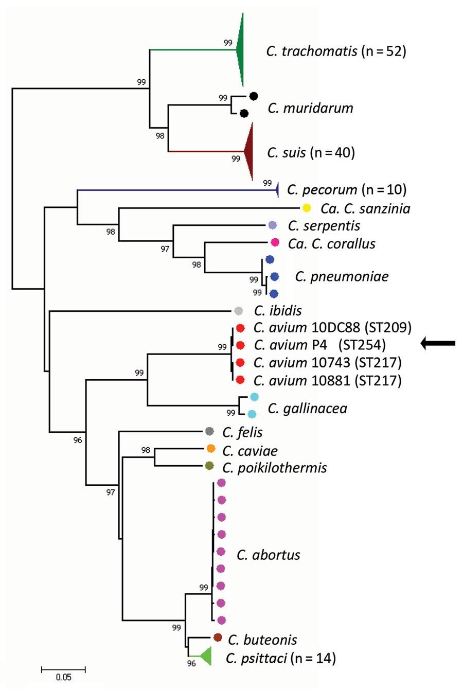 Phylogenetic analyses of concatenated sequences of 7 housekeeping gene fragments of Chlamydiaceae, the Netherlands, 2016. Numbers indicate bootstrap values &gt;90%. Filled circles represent isolates, colored by species. Filled colored triangles represent »9 isolates of the same species; total number of isolates used for the analyses is indicated. The sequence types of the C. avium isolates are labeled. C. avium isolate P4 is indicated by the arrow. Scale bar indicates sequence divergence. ST, se