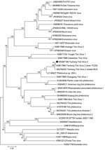 Phylogenetic analysis based on partial amino acid sequences of the L segment of tickborne viruses. Black dot indicates Tacheng tick virus 2 isolated from the patient in this study. The tree is constructed by using the neighbor-joining method in MEGA version 7.0 (https://www.megasoftware.net) and tested by the bootstrap method with 1,000 replications. Scale bar indicates nucleotide substitutions per site.