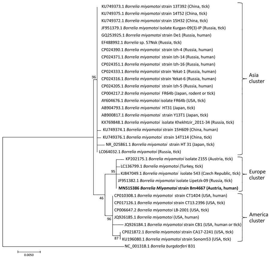 Phylogenetic tree based on the 16S rRNA gene of Borrelia miyamotoi from a patient in Austria (Bm4667; arrow) and reference sequences. This phylogenetic tree was constructed by using the maximum-likelihood method based on the general time reversible model. The tree is drawn to scale, with bootstrap values shown at the nodes of the tree, inferred from 600 replicates. A total of 1,199 bp of B. miyamotoi 16S rRNA gene sequences was used in the final dataset, which involved 34 nt sequences and in whi