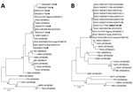 A) Phylogenetic confirmation that the orthobunyavirus small (S) segment specific reverse transcription PCR (14) positive products identified in this study clustered with SHUV strains. The 155-bp sequence of the nucleocapsid gene of the S segment of the human clinical isolates were aligned to SHUV strains previously identified in animals and other Orthobunyaviruses in the Simbu serogroup. The evolutionary history was inferred by using the maximum likelihood method and Kimura 2-parameter model. The tree with the highest log likelihood (−1043.27) is shown. The percentage of trees in which the associated taxa clustered together is shown next to the branches. Initial tree(s) for the heuristic search were obtained automatically by applying neighbor-joining and BioNJ algorithms to a matrix of pairwise distances estimated using the maximum composite likelihood (MCL) approach and then selecting the topology with superior log likelihood value. A discrete gamma distribution was used to model evolutionary rate differences among sites (5 categories [+G parameter = 0.6884]). This analysis involved 28 nt sequences. All positions containing gaps and missing data were eliminated (complete deletion option). There were a total of 151 positions in the final dataset. Evolutionary analyses were conducted in MEGA X (http://www.megasoftware.net). Black circles indicate the newly sequenced positive human samples (ZRUH208/17, ZRUH131/17, ZRUH219/17, ZRUH212/17, ZRUH213/17, ZRUH400/17, ZRUH039/17). B) Phylogenetic analysis of a human SHUV-positive case using a larger region of the S-segment amplified with SHUV-specific primers. The evolutionary history was inferred by using the maximum likelihood method and Tamura-Nei model. The tree with the highest log likelihood (−3135.73) is shown. The percentage of trees in which the associated taxa clustered together is shown next to the branches. Initial tree(s) for the heuristic search were obtained automatically by applying neighbor-joining and BioNJ algorithms to a matrix of pairwise distances estimated using the MCL approach and then selecting the topology with superior log likelihood value. A discrete gamma distribution was used to model evolutionary rate differences among sites (5 categories [+G, parameter = 0.3230]). This analysis involved 28 nt sequences. All positions containing gaps and missing data were eliminated (complete deletion option). There were a total of 324 positions in the final dataset. Evolutionary analyses were conducted in MEGA X. Black circle indicates the newly sequenced positive human strain (ZRUH131/17, GenBank accession no. MN937197). Sequence data are available upon request; numbers in parentheses for related strains indicate GenBank accession numbers. Scale bars indicate nucleotide substitutions per site. AINOV, Aino virus; AKAV, Akabane virus; BUTV, Buttonwillow virus; DOUV, Douglas virus; FPV, Faceys Paddock virus; INGV, Ingwavuma virus; KAIV, Kaikalur virus; KAIRV, Kairi virus; MERV, Mermet virus; OROV, Oropouche virus;  PEAV, Peaton virus; SABOV, Sabo virus; SANV, Sango virus; SATV, Sathuperi virus; SBV, Schmallenburg virus; SHAV, Shamonda virus; SHUV, Shuni virus; SIMV, Simbu virus; TINV, Tinaroo virus; THIV, Thimiri virus; YABA, Yaba-7 virus. 