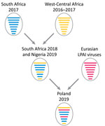 Thumbnail of Reassortment events between highly pathogenic avian influenza virus H5N8 viruses from South Africa (2017), HPAI H5N8 viruses from West-Central Africa (2017); and LPAI viruses from Eurasia giving rise to A/guinea_fowl/Nigeria/OG-GF11T_19VIR8424–7/2019(H5N8) (Nigeria 2019) and A/turkey/Poland/23/2019(H5N8) (Poland 2019). Each gene segment is represented by a bar of different length, from top to bottom: polymerase basic protein 2 (PB2), polymerase basic protein 1 (PB1), polymerase acid