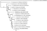 Multilocus phylogenetic tree of Rickettsia spp. obtained from a dog with Rocky Mountain spotted fever–type symptoms in 2019 (bold) compared with reference sequences. We noted 3 dogs with RSMF symptoms. Rickettsia DNA were identical among all 3 cases; however, complete sequences from all 5 regions were obtained only from case 3, which we used to represent the novel Rickettsia species strain 2019-CO-FNY. We used 2,576 nucleotides concatenated from regions within 3 genes (gltA, htrA, and ompA) and 2 intergenic spacer regions (23S-5S and mmpA-purC). We used the maximum-likelihood method and Tamura-Nei model (6,7) optimized for branch length, topology, and substitution rate to assemble the tree by using the PhyML 3.3.20180621 plugin in Geneious Prime 11.0.0+7 (https://www.geneious.com). Numbers at nodes indicate bootstrap percentages obtained from 1,000 resamplings. Numbers in parentheses are GenBank accession numbers. The tree is drawn to scale. Scale bar indicated the number of nucleotide substitutions per site. 