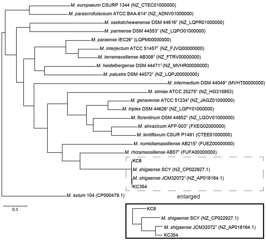 Phylogenetic tree based on whole-genome sequence data of 19 species in the Mycobacterium simiae complex and M. avium 104 from the GenBank database. The tree was constructed by using concatenated alignments of the 1,399 core genes with Roary, the pan genome pipeline (https://sanger-pathogens.github.io/Roary), and displayed by using Dendroscope (https://www.dendroscope.org). Box at the bottom shows an enlarged version of the branch of M. shigaense in the tree. Scale bar indicates nucleotide substitutions per site.