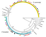 Thumbnail of Maximum clade credibility tree for Plasmodium cytochrome c oxidase subunit 1 (COXI) sequences from samples from patients admitted to Kapit Hospital with malaria during June 24, 2013–December 31, 2017, Malaysian Borneo. Tree was generated by using strict clock model and Bayesian skyline coalescent tree prior. Circles indicate COXI sequences derived from patients: red indicates patient KT46; black indicates patient K07; orange indicates patient K199; purple indicates patient K221; blu