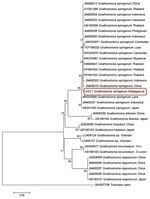 Thumbnail of Neighbor-joining phylogenetic tree of Gnathostoma spinigerum isolated from a woman in Madagascar, 2016 (red box), and reference sequences from GenBank. The tree was constructed using MEGA (8) with bootstrap values determined by 1,000 replicates and compares the cytochrome oxidase I gene sequences. 