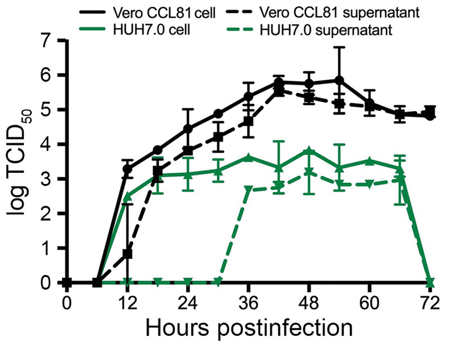 Multistep growth curve for severe acute respiratory syndrome coronavirus 2 from patient with 2019 novel coronavirus disease, United States, 2020. Vero CCL81 (black) and HUH7.0 cells (green) were infected at a multiplicity of infection of 0.1, and cells (solid line) and supernatants (dashed line) were harvested and assayed for viral replication by using TCID50. Circles, Vero CCL81 cells; squares, Vero CCL81 supernatants; triangles, HUH7.0 cells; inverted triangles, HUH7.0 supernatants. Error bars