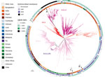 Global context of Salmonella enterica serovar Typhi genotype 4.3.1 from Chile. Salmonella Typhi H58 genotype 4.3.1-based phylogenetic tree. Branches are colored by genotypes labeled in the tree. A, B, and C arrows indicate isolates from the Chile and the 3 independent introductions. The inner circle indicates country of isolation. The middle circle indicates AMR, excluding reduced susceptibility to fluoroquinolones caused by QRDR SNPs. MDR, including resistance to chloramphenicol, ampicillin, and trimethoprim-sulfamethoxazole; or XDR, multidrug resistance plus resistance to third-generation cephalosporins and reduced susceptibility to fluoroquinolones. The outer circle indicates number of SNPs, 0, 1, 2 or 3, in the quinolone resistance determining region of gyrA and parC genes. Scale bar indicates nucleotide substitutions per site. AMR, antimicrobial resistance; MDR, multidrug-resistant; QRDR, quinolone-resistance determining region; SNP, single-nucleotide polymorphism; XDR, extremely drug-resistant.