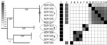 Core-genome SNP phylogeny of 12 Serratia marcescens isolates involved in outbreak in Miami, Florida, USA, 2018, depicted with KPC plasmid presence/absence matrix. Dotted circles indicate 3 major lineages involved in the outbreak. Nodes supported by bootstrap values of 100 are shown. A heat map of core genome SNP differences between strains involved in the outbreak shows genome similarity as measured by SNP distance; dark gray indicates higher similarity and lighter gray lower similarity. 1, pKP46-like; 2, pnJST258C2-like; 3, SER_520; 4, SER_508; 5, SER_502; 6, SER_500; 7, SER_514; 8, SER_501; 9, SER_518; 10, SER_505; 11, SER_522; 12, SER_523; 13, SER_525; 14, SER_517. Scale bar indicates number of differences between sequences. KPC, Klebsiella pneumoniae carbapenemase; SNP, single-nucleotide polymorphisms.