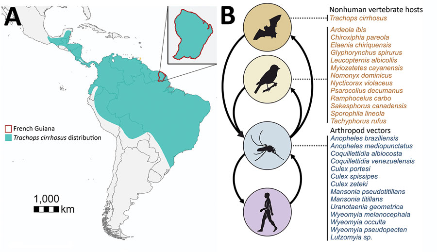 Tonate virus hosts and cycles for study of Venezuelan equine encephalitis complex alphavirus in bats, French Guiana. A) Geographic location of French Guiana in South America and distribution of fringe-lipped bats according to the International Union for Conservation of Nature Red List (https://www.iucnredlist.org/). B) Schematic transmission cycles of TONV according to data from this study and preliminary studies (5,6).