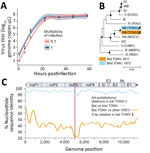 Characterization of bat TONV in study of VEE complex alphavirus in bats, French Guiana. (For additional discussion of methods, see Appendix.) A) Growth kinetics of the new bat TONV on Vero E6 cells in 24-well plates. (B) Maximum-likelihood phylogeny of TONV and members of the VEEV antigenic complex based on full genome nucleotide sequences. Eastern equine encephalitis virus (NC_003899) was included as an outgroup. Viruses are named according to the VEEV subtype classification: IAB/IC/ID/IE/IIIC, Venezuelan equine encephalitis virus; IF, Mosso das Pedras virus; II, Everglades virus; IIIA, Mucambo virus; IIIB, Tonate virus; IV, Pixuna virus; V, Cabassou virus; VI, Rio Negro virus. Bootstrap support above 90% is highlighted by filled circles. C) Percentage nucleotide sequence identity between TONV isolates and other viruses of the VEE antigenic complex. Consensus preparation was done using Geneious 9.1.8 (https://www.geneious.com) by mapping to the TONV CaAn 410d complete genome (GenBank accession no. NC 038675.1) as reference. The median coverage for consensus preparation was 5,504 (range 5–11,605). TONV, Tonate virus; VEE, Venezuelan equine encephalitis.