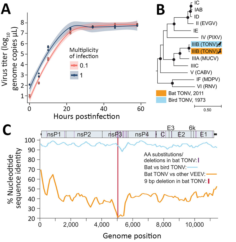 Characterization of bat TONV in study of VEE complex alphavirus in bats, French Guiana. (For additional discussion of methods, see Appendix.) A) Growth kinetics of the new bat TONV on Vero E6 cells in 24-well plates. (B) Maximum-likelihood phylogeny of TONV and members of the VEEV antigenic complex based on full genome nucleotide sequences. Eastern equine encephalitis virus (NC_003899) was included as an outgroup. Viruses are named according to the VEEV subtype classification: IAB/IC/ID/IE/IIIC, Venezuelan equine encephalitis virus; IF, Mosso das Pedras virus; II, Everglades virus; IIIA, Mucambo virus; IIIB, Tonate virus; IV, Pixuna virus; V, Cabassou virus; VI, Rio Negro virus. Bootstrap support above 90% is highlighted by filled circles. C) Percentage nucleotide sequence identity between TONV isolates and other viruses of the VEE antigenic complex. Consensus preparation was done using Geneious 9.1.8 (https://www.geneious.com) by mapping to the TONV CaAn 410d complete genome (GenBank accession no. NC 038675.1) as reference. The median coverage for consensus preparation was 5,504 (range 5–11,605). TONV, Tonate virus; VEE, Venezuelan equine encephalitis.