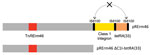 Schematic of ΔC1I-tetRA(33) deletion in Rhodococcus equi pRErm46 macrolide resistance plasmid. Top bar shows full-size plasmid with the TnRErm46 transposon carrying the macrolide-resistance erm(46) gene (in red, represented at nt position 32,567 [pRErm46 (PAM 2287) coordinates] common to all pRErm46 plasmids; additional TnRErm46 copies generated by transposition from original insertion may be present) and class 1 integron (C1I, in yellow) with associated tetRA(33) tetracycline-resistance cassette (peach). Bottom bar shows pRErm46 plasmid with the ΔC1I-tetRA(33) deletion. The deletion likely occurs through double crossover between the directly repeated flanking IS6100 sequences (dotted double arrow). Álvarez-Narváez et al. (15) includes detailed descriptions of pRErm46 plasmid and TnRErm46 transposon.