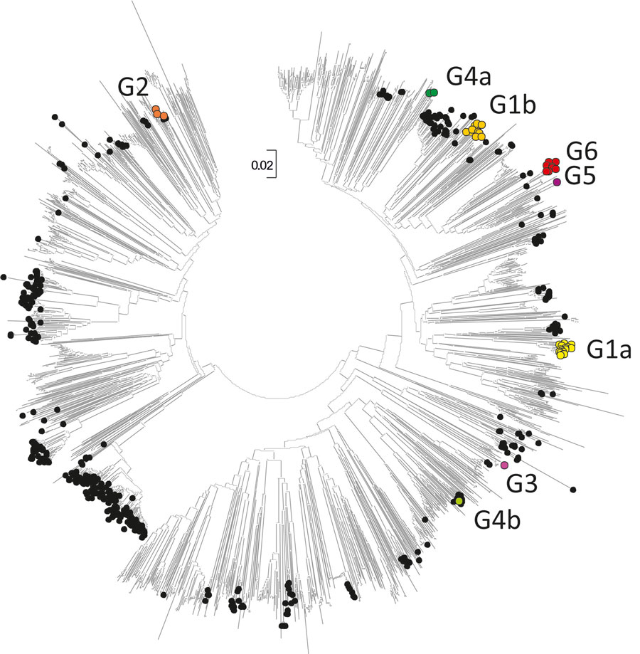 Neighbor-joining tree of 3D polymerase (3Dpol) sequences of echovirus 30 (E30) study samples and sequences from previously described E30 strains. The tree was constructed from Jukes-Cantor corrected nucleotide sequence distances in MEGA version 7.0 (https://www.megasoftware.net). Colored circles represent clades G1–G6 from this study; black circles represent 581 previously described E30 strains; and unlabeled branches represent all other species B types (n = 1,566) available in GenBank as of October 18, 2019. Scale bar indicates nucleotide substitutions per site.