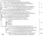 Phylogenetic tree of the severe acute respiratory syndrome coronavirus 2 (SARS-CoV-2) viruses isolated from passengers and airline crew members who traveled on the same flight from Boston, Massachusetts, USA, to Hong Kong, China. Human SARS-CoV-2 WIV04 is selected to be the root of this phylogenetic tree. The tree was constructed by using the neighbor-joining method. Only bootstrap values >80 are shown. Representative viruses from clades L, S, V, G, GH, GR, and O (others) are included in the analysis. Virus sequences from patients A–D reported in this study are grouped to clade G (GISAID [http://platform.gisaid.org] accession nos. EPI_ISL_476801 to EPI_ISL_476804). EPI ISL accession nos. for sequences retrieved in GISAID (http://platform.gisaid.org) are provided. Scale bar indicates estimated genetic distance.