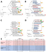 Phylogenetic analysis of sarbecovirus sequenced from little Japanese horseshoe bats (Rhinolophus cornutus) and genetically related to human SARS-CoV-2, Japan. A–D) Phylogenetic trees were generated by using maximum-likelihood analysis combined with 500 bootstrap replicates and show relationships between bat-, human-, and pangolin-derived sarbecoviruses. Phylogenetic trees are shown for nucleotide sequences of the full genome (A), the S protein gene and amino acid sequences (B), the ORF1ab (C), and the S protein (D). Red text indicates positions of Rc-o319, the sarbecovirus sequenced in this study. For panels B and D, magenta bands indicate viruses with S proteins that bind to human ACE2; blue bands indicate viruses with S proteins that do not bind to human ACE2. Bootstrap values are shown above and to the left of the major nodes. Scale bars indicate nucleotide or amino acid substitutions per site. E) Amino acid sequence alignment of the RBM of S proteins that are able or unable to bind to human ACE2. Amino acid residues of the RBM that contact human ACE2 of SARS-CoV-2 and SARS-CoV are indicated in the upper side by red circles. The 2 regions of S protein RBM known to interact with human ACE2 are indicated by boxes labeled region 1 and region 2. ACE2, angiotensin-converting enzyme 2; hACE2, human angiotensin-converting enzyme 2; ORF1ab, open reading frame 1ab; RBM, receptor-binding motif; S, spike protein; SARS-CoV, severe acute respiratory syndrome coronavirus; SARS-CoV-2, severe acute respiratory syndrome coronavirus 2.