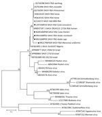 Phylogenetic tree of SHUV-positive homogenate mosquito pools, South Africa, January 2014–May 2018 (black dots), based on 32 sequences and 328 bp of the nucleocapsid gene on the small segment. The tree was constructed with MEGA 7 software (https://www.megasoftware.net) by using the maximum-likelihood method and the Kimura 2-parameter model with 1,000 bootstrap replicates and includes members of the Simbu serogroup. The tree with the highest log likelihood (−299.13) is shown. GenBank accession numbers are indicated for the new and reference strains, which were selected from SHUV strains identified in South Africa among horses and wildlife (4,9) as well as strains from Nigeria and Israel available in GenBank. Numbers on internal branches indicate bootstrap values. RSA, South Africa; SHUV, Shuni virus.