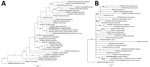 Relationship of the novel Breinlia sp. taxon (bold type), the nematode species recovered from the eye of a human patient with ocular filariasis, Brisbane, Queensland, Australia, 2019, with representative sequences from members of the family Onchocercidae based on phylogenetic analysis. A) Small subunit of nuclear ribosomal RNA gene; B) cytochrome oxidase 1 gene. Data were compiled using the Bayesian inference method. Branch support given in posterior probability. Respective sequences for Mastophorus muris (outgroup) were included in the analyses. GenBank accession numbers are provided. Scale bars represent expected substitutions per site.