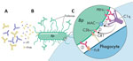 Model for various roles of antibodies against antigens in acellular pertussis vaccine. A) Antibodies against PT and FHA neutralize secreted virulence factors and mitigate disease progression but are not targeted to the bacterial surface. B) Antibodies attaching to fimbriae poorly activate the complement system far from the bacterial membrane. C) Antibody-PRN complex induces strong bactericidal activity via multiple synergistic functions. This complex activates complement to form a MAC, activates complement to deposit components such as C3b that opsonize the bacterial surface, and binds FcRs on phagocytes to activate phagocytosis. PRN labels indicate strains specifically lacking PRN. Bp, Bordetella pertussis; CR1, complement receptor type 1; FcR, fragment crystallizable region; FHA, filamentous hemagglutinin; MAC, membrane attack complex; PRN, pertactin; PT, pertussis toxin.