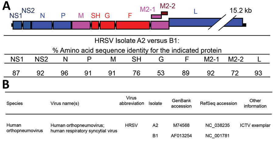 A) Schematic overview of the HRSV gene order and comparison of the amino acid identities of the reference strains of subgroups A (HRSV A2, GenBank accession no. M74568/NC_038235) and B (HRSV B1, GenBank accession no. AF013254/NC_001781). B) ICTV-proposed species designation, virus name, and associated GenBank reference sequences. HRSV, human respiratory syncytial virus; ICTV, International Committee on Virus Taxonomy; RefSeq, reference sequence.