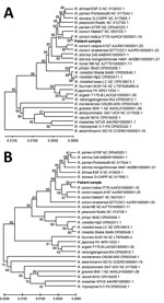 Genetic relationships of the spotted fever group rickettsia detected in blood of patient 1 in study of confirmation of Rickettsia conorii subspecies indica infection by next-generation sequencing, Shandong, China. This analysis used concatenated sequences from 27 spotted fever rickettsial genomes homologous to the patient sequences (shown in bold text). A) Analysis of 1,379 positions in the tRNA-associated sequences; B) analysis of 1,519 positions in the protein gene–associated sequences. Each tree was constructed upon concatenation of 6 different genome sites (Appendix Table 2); the consensus of reads from sites with overlapping reads was used. The evolutionary relationships were inferred by using UPGMA implemented in MEGA X (15). The optimal trees are shown. The percentage of replicate trees in which the taxa clustered together in the bootstrap test (500 replicates) are shown next to the branches. The evolutionary distances computed by using the Kimura 2-parameter method are in the units of the number of base substitutions per site. The proportion of sites where >1 unambiguous base is present in >1 sequence for each descendent clade is shown next each internal node in the tree. All ambiguous positions were removed for each sequence pair (pairwise deletion option). Scale bars indicate the percentage of nucleotide variation between the sequences. 