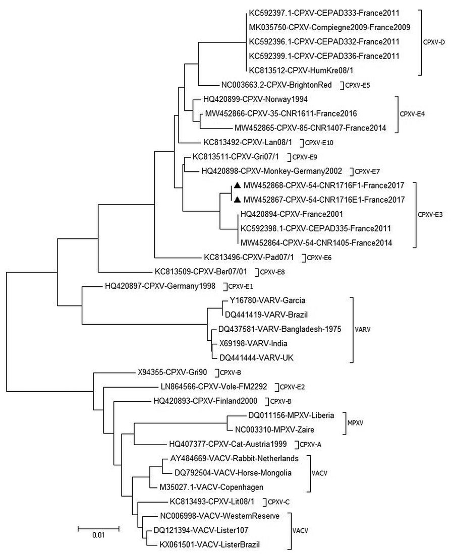 Phylogenic tree of CPXV collected from a woman in France (black triangles) and reference viruses. The tree was generated by using the maximum-likelihood method based on the nucleotide sequence of the A56R gene. The neighbor-joining algorithm was used to generate the initial tree. Evolutionary analyses were conducted in MEGA6 (https://www.megasoftware.net). GenBank accession numbers are provided. Scale bar indicates nucleotide substitutions/site. CPXV, cowpox virus; MPXV, monkeypox virus; VACV, vaccinia virus; VARV, varicella virus.