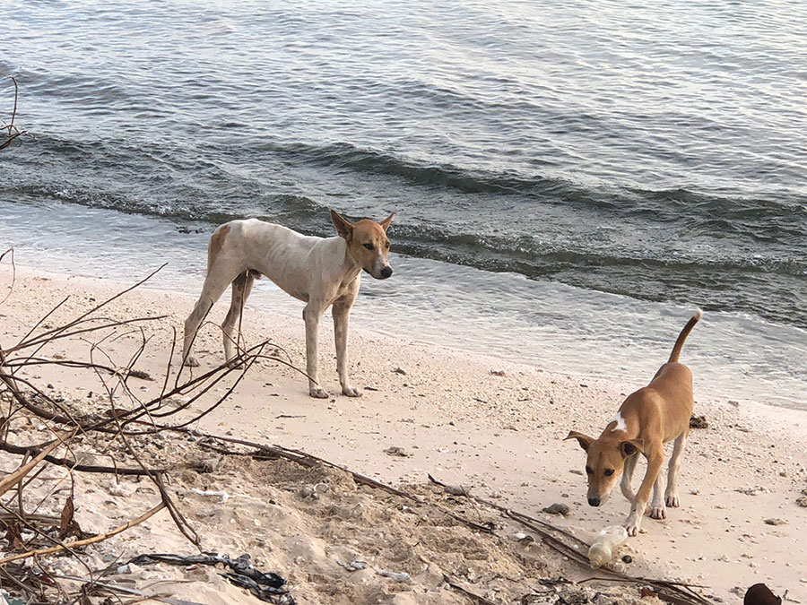 Living conditions of dogs on Tarawa Atoll, Kiribati.