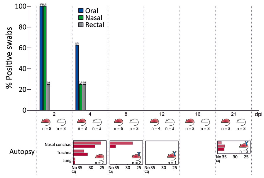 Percentage of SARS-CoV-2–positive swab specimens on all sampling time points in experimental SARS-CoV-2 infection of bank voles. The red mouse symbols symbolize inoculated bank voles; the white mouse symbols represent co-housed contact bank voles. Blue Y symbols stand for detected antibodies against SARS-CoV-2 in the respective bank vole group. Quantitative reverse transcription PCR results for the sampled organs of the euthanized, inoculated bank voles are given below the main chart for each time point. Cq, quantification cycle; dpi, days postinoculation; n, number of bank voles; SARS-CoV-2, severe acute respiratory syndrome coronavirus 2. 