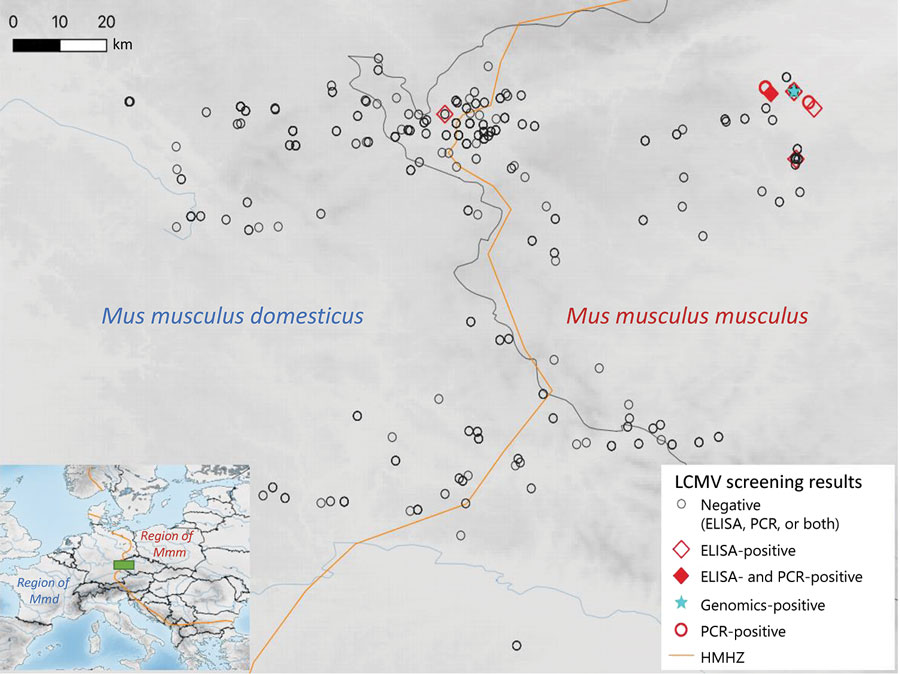 Tested localities for LCMV, Central Europe. The center of the HMHZ is represented by the orange line. The green rectangle n the inset map shows the sampling area, located in the center of the HMHZ. HMHZ, house mouse hybrid zone; LCMV, lymphocytic choriomeningitis virus.