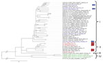 Phylogenetic analysis performed on nucleic acid sequences of glycoprotein gene of lymphocytic choriomeningitis virus (LCMV) sequences using Bayesian inference. Bayesian posterior probabilities were used to assess node support. Lunk virus from Mus minutoides (Africa) was used as outgroup. All sequences obtained in this study were submitted to GenBank (accession nos. MZ568450–7, MZ558311–3, MZ568449). Names of LCMV strains are composed of GenBank accession number, strain name, host species, and place and country of origin (if known) or isolation. Country code is defined as ISO code (https://countrycode.org). Colors indicate LCMV strains isolated from wild rodents where there is a match between expected mouse subspecies on the basis of geographic region and sampling area: blue, Mus musculus domesticus; red, M. musculus musculus. Arrows indicate known origin of mouse subspecies on the basis of genetic data, asterisks (*) indicates LCMV strains from this study, and lineages are indicated by roman numerals. LCMV strains isolated from Apodemus sylvaticus are indicated in green (lineage IV). Scale bar indicates nucleotide substitutions per site. Mmd, M. musculus domesticus; Mmm, M. musculus musculus; Mmm_lab, laboratory mouse strain derived from M. musculus musculus; Mm_lab, laboratory mouse strain; Mm_sp, Mus musculus spp.