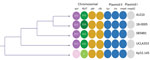 Comparative genetic analysis of sequence type 66-K2 hypervirulent Klebsiella pneumoniae isolate (UCLA353) from a 30-year-old man in California, USA, who had endogenous endophthalmitis and 4 other isolates: AJ210 (Australia, 2002 [6]), 18-0005 (Germany, 2017 [7]), SB5881 (France, 2018 [8]), and Kp52.145 (Indonesia, 1935 [[11]). Maximum-likelihood tree based on single-nucleotide polymorphisms and not drawn to scale. Colors indicate different loci; shades indicate different alleles. Colored columns show the capsular sequence type of the wzi gene, which codes for the outer membrane protein WZI; YbST; the chromosomal virulence loci yybt and clb; the plasmid II–associated virulence loci iuc, iro, and rmpA; and the plasmid I–associated virulence locus rmpA2. AJ210, 18-0005, SB5881 and UCLA353 share the wzi 257 allele (dark purple). AJ210, SB5881 and UCLA353 share the YbST 315 allele, whereas 18-0005 has the YbST 316 allele (dark green). The wzi and YbST alleles for strain Kp52.145 are shown in lighter colors. clb, colibactin; iro, salmochelin; iuc, aerobactin; rmpA, regulator of mucoid phenotype; YbST, yersiniabactin sequence type; ybt, yersiniabactin.