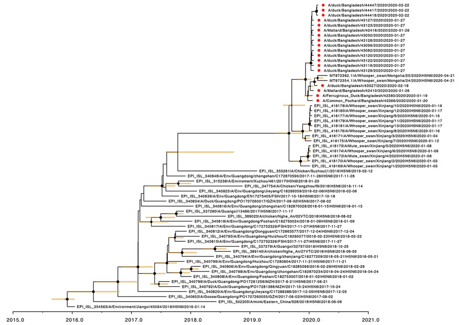 Time to the most recent common ancestor of Bangladesh H5N6 viruses; maximum clade credibility temporal phylogeny of the hemagglutinin (HA) gene. The H5N6 viruses from Bangladesh are represented by red dots. Posterior clade probabilities are indicated by the sizes of the internal node circles. Shaded bars represent the 95% highest probability distribution for the age of each node with posterior clade probability >0.3.