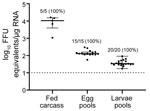 Scatter plot demonstrating detection of Heartland virus (HRTV) by real-time, quantitative reverse transcription PCR. Data were not normally distributed and are presented as medians with interquartile ranges. Fed female carcasses, egg pools, and larvae pools were screened for viral RNA. Egg pools and larvae pools were composed of 50 eggs or larvae per pool. Limit of detection was ≈10 FFU equivalents/μg RNA. FFU, focus-forming units.