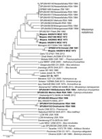 Phylogenetic relationships of 48 arenavirus isolates based on neighbor-joining analysis applying a Jukes-Cantor model of partial nucleoprotein sequences (≈912 nt), together with known host relationships and collection dates. Values at nodes indicate the level (%) of bootstrap support from 1,000 replicates. Scale bar indicates base substitutions per site. Bold indicates sequences determined in this study. ANGL, Angola; AR, Argentina; AU, Australia; CAM, Cameroon; CAR, Central Africa Republic; CO, Colombia; CIV, Côte d'Ivoire; ETH, Ethiopia; GHA, Ghana; MOZ, Mozambique; NAMB, Namibia; NIG, Nigeria; RSA, Republic of South Africa; SL, Sierra Leone; TAN, Tanzania; TR, Trinidad; USA, United States; ZAM, Zambia; ZIM, Zimbabwe. 