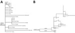 Maximum-likelihood phylogenetic trees of severe acute respiratory syndrome coronavirus 2 from 3 Malayan tigers, Virginia, USA. Tiger samples are numbered in order of symptom onset. A) Subset of phylogenetic tree showing parent (G23236T) and grandparent (C4900T) nodes of the tiger sequences, with tips labeled as states of origin in the United States or Australia. B) Phylogenetic tree showing that other B.1.1.7 viruses detected in Virginia that contain the K558N mutation are not epidemiologically related to the sequences detected in tigers 1, 2, and 3. SNP, single-nucleotide polymorphism. 