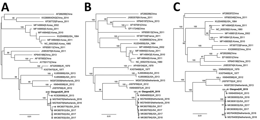 Maximum-likelihood phylogenetic tree based on the small (A), medium (B), and large (C) segments of Seoul virus isolated from a patient in Scotland, United Kingdom, 2020 (bold text; GenBank accession nos. MZ343375–7), and reference sequences. Isolate names indicate GenBank accession number as well as location and date of isolate. Phylogenetic relationships inferred by RAxML (https://github.com/stamatak/standard-RAxML) using the general time-reversible plus gamma distribution plus invariable site model as determined by jModeltest (https://github.com/ddarriba/jmodeltest2). The tree was rooted at midpoint. Numbers to the left of nodes indicate bootstrap values based on 1,000 replicates. Gray circles indicate sequences associated with domesticated rats. Scale bar indicates substitutions per site.