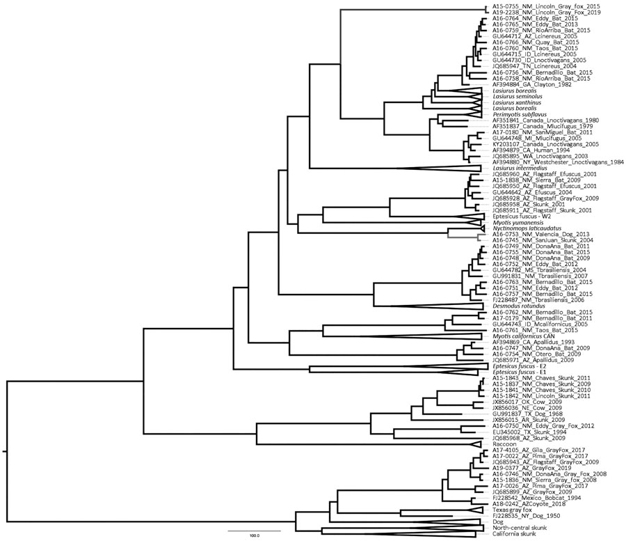 Maximum clade credibility tree using full nucleoprotein gene sequences of RABV variants identified in New Mexico, USA, and representative sequences from RABV variants in the Western Hemisphere. Values in the nodes indicate estimates for the posterior clade probability for each RABV variants. Branch in blue indicates novel RABV variant that includes the 2 isolates from Lincoln County, and branch in green indicates RABV associated with Nyctinomops macrotis bats. Scale bar indicates nucleotide substitutions per site. RABV, rabies virus.