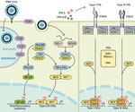 Diagram showing how components of RNA viruses are recognized by TLRs located at the plasma membrane (TLR4, viral glycoprotein sensing) and in the endosomal compartment (TLR3, double-stranded RNA sensing; TLR7 and TLR8, both single-stranded RNA sensing). Virus replication intermediates and replicated genomes are also recognized by cytosolic RNA sensors, RIG-I, and MDA5. Downstream adaptor proteins, MyD88 for TLR4, TLR7, and TLR8; TRIF for TLR3 and TLR4, and MAVS (for MDA5 and RIG-I) are activated. These activations trigger signaling cascades through TRAF3 and TRAF6; TBK1; and IKKα, IKKβ, and IKKε, which leads to phosphorylation and nuclear translocation of NF-κB, IRF3, and IRF7. These changes result in production of proinflammatory cytokines and type I and type III IFNs. Secreted IFN-α/β and IFN-λ bind to their specific receptors (IFNAR and IFNLR) in infected and neighboring cells. Activation of JAK-1 and TYK-2 leads to phosphorylation of STAT1 and STAT2. After translocation in the nucleus, phosphorylated STAT1 and STAT2 form a complex with IRF9 to induce expression of ISGs, such as OAS-RNase L and PKR, and establishment of an antiviral program. IFN, interferon; IFNAR, IFN-α/β receptor; IFNLR, interferon-λ receptor; IKK, inhibitor of nuclear factor-κB kinase; ISGs, IFN-stimulated genes; IRF, IFN regulatory factor; JAK-1, Janus kinase 1; MAVS, mitochondrial antiviral signaling protein; MDA5, melanoma differentiation-associated gene 5; MyD88, myeloid differentiation factor 88; NF-κB, nuclear factor-κB; OAS, 2′-5′ oligoadenylate synthetase; P, phosphorylated protein; PKR, protein kinase receptor; RNase L, latent endoribonuclease; RIG-I, retinoic acid‒inducible gene I; STAT, signal transducer and activator of transcription; TBK 1, TANK binding kinase 1; TLRs, Toll-like receptors; TRAF, tumor necrosis factor receptor-associated factor; TRIF, TIR-domain-containing adapter-inducing IFN-β; TYK-2, tyrosine kinase 2.