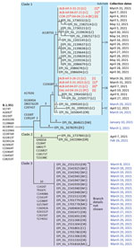 Maximum-parsimony tree demonstrating phylogenetic relationships among SARS-CoV-2 variant B.1.351 clinical specimens and wastewater samples in Linn County, Oregon, USA, and surrounding jurisdictions, March–May 2021. GISAID accession numbers (https://www.gisaid.org) are shown for 19 of 20 B.1.351 specimens identified in Linn County through May 15, 2021, and for 24 additional B.1.351 specimens identified in Oregon through March 31, 2021 (dates in blue). Also included are 2 sequences from outside Oregon (Switzerland and Washington, DC, USA) most closely related to clade 1. Wastewater samples are in red. Exact parsimony trees are shown for clade 1 and 2 sequences, whereas clade 3 sequences are simply listed. Mutations defining B.1.351 and each of the 3 clades, plus subclades 1a and 1b, are shown. Private mutations defining the subbranches of clades 1 and 2 are listed in Appendix Table 9. Numbers on tree branches indicate the numbers of mutations associated with each branch. Numbers in brackets indicate clade 1 consensus mutations not detected, probably because of poor read coverage. Asterisks indicate samples that appear in both subclades 1a and 1b and are inferred to be a mixture of at >2 B.1.351 subtypes. Wastewater sequences ALB-Inf-04-21-21-A and COR-26th-04-04-21-A are not shown because several tracts of those sequences were too uncertain to enable accurate placement on the tree. OR, Oregon; BC, Benton County; CC, Clackamas County; LC, Linn County; MC, Multnomah County; WC, Washington County; DC, Washington, DC; SW, Switzerland.