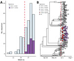 Detected increase of severe acute respiratory syndrome coronavirus 2 (SARS-CoV-2) sequences with signature first detected in nightclub samples, Amsterdam, the Netherlands. A) Absolute number of weekly cases in randomly selected surveillance samples in the Amsterdam region, colored by the nucleotides at position 4321 and 22792 of the SARS-CoV-2 genome. B) Time-resolved phylogenetic tree of dataset containing all Netherlands SARS-CoV-2 Delta variant sequences available in GISAID on August 1, 2021, random surveillance samples from the Amsterdam region, and samples from returning travelers to the Amsterdam region. Tips are colored by the nucleotides at position 4321 and 22792 and epidemiologic linkage to the nightclub (with signature C4321T + 22792C). Dashed red line indicates the day of lifting 1.5-meter social distancing restrictions with QR code. NA, not applicable.