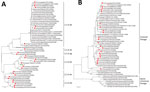 Phylogenetic trees of hemagglutinin (A) and neuraminidase (B) genes of H5 and N6 subtype influenza viruses collected from poultry and humans in China, 2021, and reference viruses. Red triangles indicate virus obtained in this study; red circles indicate human-infected avian influenza viruses; green squares indicate H5 Re-11 vaccine strain. Clade numbers and lineages are indicated on the right in panel. Trees were constructed with MEGA 5.10 software (https://www.megasoftware.net) using the neighbor-joining method. Bootstrap analysis was performed with 1,000 replications. Scale bars indicate nucleotide substitutions per site. 