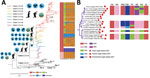 Visual depictions of avian influenza A(H5N6) viruses from China, 2021, and reference viruses. A) Maximum-likelihood phylogenetic tree showing comparisons with 332 H5 reference sequences downloaded from the GISAID database (http://www.gisaid.org). The Guizhou strain (A/Guizhou/1/2012) was set as the tree root, and all influenza A(H5N1) strains were set as the outgroup. Re-X/rFJ56 represents vaccine strains. To the left of each clade are images showing the corresponding primary hosts. On the right side is the dynamic reassortment profile of each avian (H5N6 virus in the phylogenetic tree; colors represent gene segments. Colored boxes below the graph correspond to possible potential donor viruses. B) Novel avian and environmental origin H5N6 strains. Red circles represent human strains (Appendix Tables 13–17). HA, hemagglutinin; LPAIV, low-pathogenicity avian influenza virus; NA, neuraminidase; NS, nonstructural; M, matrix. PA, polymerase acidic; PB, polymerase basic.