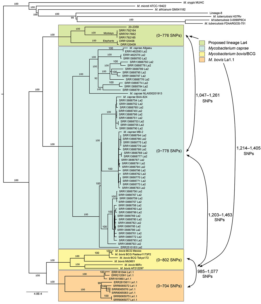 Phylogenetic SNP tree of strain 20-2359 and diverse group of representative Mycobacterium caprae, M. bovis, and other species and strains gathered from publicly available databases. Phylogenetic tree was calculated from the SNP alignment using IQ-TREE 1.6.12, with automatic best model selection (TVM+F+ASC+R2 model), and with 1,000 bootstrap support calculations (18). We used 14,688 variable genomic sites for this analysis. BCG, bacillus Calmette-Guérin; SNP, single-nucleotide polymorphism.