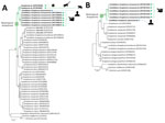 Anaplasma phylogenies for the Candidatus Anaplasma sparouinense species characterized from French Guiana and reference sequences. Trees were constructed by using maximum-likelihood estimations based on best-fit approximation for the evolutionary model Hasegawa-Kishino-Yano plus invariant sites for 16S rDNA with 485 unambiguously aligned bp (A) and ITS2 sequences with 387 unambiguously aligned bp (B). Bold indicates Anaplasma species and strains specific to the Neotropics. GenBank accession numbers of sequences used in analyses are shown on the phylogenetic trees. Numbers at nodes indicate percentage support of 1,000 bootstrap replicates. The scale bar is in units of substitution per site.