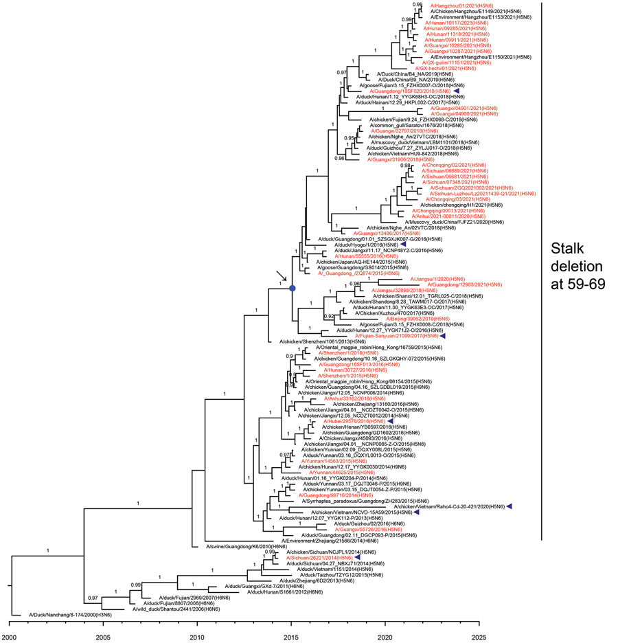 Maximum clade credibility tree of neuraminidase gene of influenza A(H5N6) viruses, China. Red indicates human-origin H5N6 viruses; blue triangles indicate vaccine strains recommended by the World Health Organization; blue dot indicates the most recent common ancestry of clade 2.3.4.4b H5N6 human viruses in 2021. Posterior probabilities >0.9 are labeled on the branches.