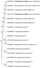 Spiroplasma ixodetis infections in immunocompetent and immunosuppressed patients after tick exposure, Sweden. Neighbor-joining tree based on partial 16S rRNA sequences of clinical isolates of Spiroplasma spp., other members of the family Mollicutes (Mycoplasma spp.), and tickborne bacterial pathogens of the family Anaplasmataceae (Anaplasma phagocytophilum and Neoehrlichia mikurensis). Type strains are indicated by T, and clinical samples from this study are indicated in bold. Percentage values of replicate trees in which the associated taxa clustered together in the bootstrap test (1,000 replicates) are shown next to the branches. Evolutionary distances were computed by using the Kimura 2-parameter method and are in the units of number of base substitutions per site. Evolutionary analyses were conducted by using MEGA11 (https://www.megasoftware.net).