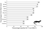 Tissues/organs tested for Trypanosoma cruzi infection and their percentages of infection in Plate’s lizards (Liolaemus platei) in study of lizards as silent hosts of T. cruzi. Numbers in each bar indicate number of lizards from which a specific tissue/organ was extracted and tested.