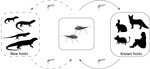 Transmission cycle of Trypanosoma cruzi parasites in the arid‒semiarid Mediterranean ecosystem of South America. Solid lines indicate known T. cruzi transmission between mammal hosts and kissing bugs, and dashed lines indicate transmission between lizards (newly described hosts) and kissing bugs.