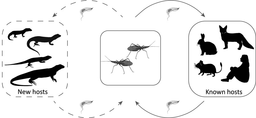 Transmission cycle of Trypanosoma cruzi parasites in the arid‒semiarid Mediterranean ecosystem of South America. Solid lines indicate known T. cruzi transmission between mammal hosts and kissing bugs, and dashed lines indicate transmission between lizards (newly described hosts) and kissing bugs.