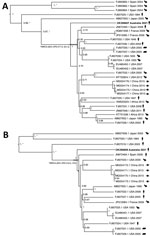 Phylogenetic relationships of a strain of lymphocytic choriomeningitis virus from a man in Australia and the broader lymphocytic choriomeningitis virus phylogeny. Tips are labeled with GenBank sequence accession number, country of origin, year of collection, and host (mice, hamsters, humans, ticks). Trees were generated by using BEAST 1.10.4 (9) to estimate the time to the most recent common ancestor between the novel virus sequence and its closest phylogenetic relative. We used the Hasegawa-Kishino-Yano plus gamma substitution model with a strict clock and an exponential growth coalescent tree prior. Because the dataset exhibits high sequence divergence, we calibrated the molecular clock by using previous independent estimates of the substitution rate, with a fixed clock rate for the long segment of 3.7 × 10–4 substitutions/site/year and 3.3 × 10–4 substitutions/site/year for the short segment (10). Highest clade credibility tree of the short segment (GenBank accession no. OK356607) sequences (n = 29) (A) and highest clade credibility tree of the long segment (GenBank accession no. OK356608) sequences (n = 19) (B). Node labels denote the posterior support, and an asterisk represents a bootstrap percentage of >70% support for a specific clade, using 1,000 ultra-fast bootstrap replicates in a maximum-likelihood tree approach using IQ-TREE2 (11). The 95% highest posterior density for the divergence time before present of the Australia sample is annotated in the respective node.